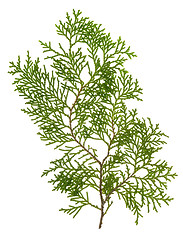 Image showing Green conifer leaves

