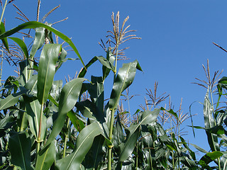 Image showing cornfield