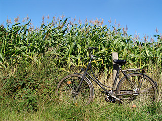 Image showing bike at a corn field