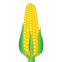 Image showing An ear of corn