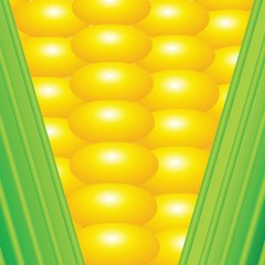 Image showing An ear of corn