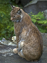 Image showing Lynx