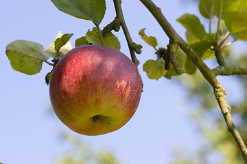 Image showing Apple on tree