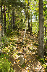 Image showing Path in the forest