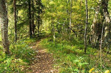 Image showing Forest