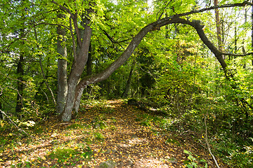 Image showing Forest