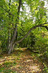 Image showing Forest