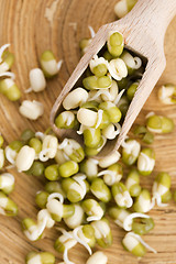 Image showing Sprouted mung beans