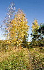 Image showing Autumn colors