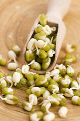 Image showing Sprouted mung beans