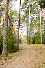 Image showing Forest