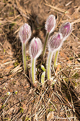 Image showing Pulsatilla patens