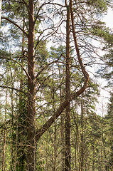 Image showing Forest