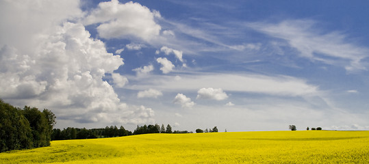 Image showing Yellow field