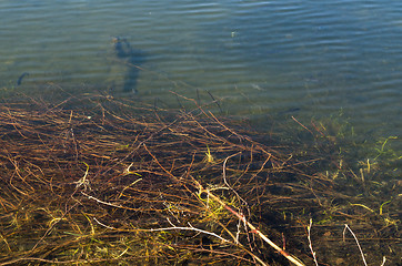 Image showing Fish in the sea