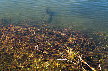 Image showing Fish in the sea