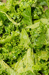 Image showing Brassica oleracea