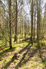 Image showing Forest