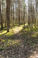 Image showing Forest