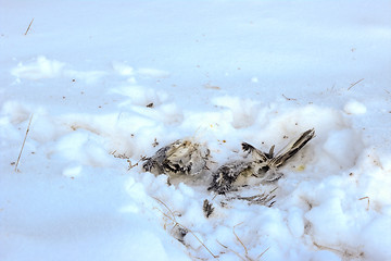 Image showing Killed bird