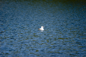 Image showing Gull