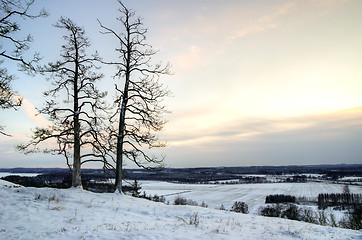 Image showing Deadwood