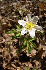 Image showing Anemone nemorosa