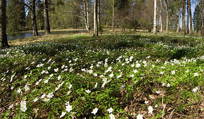 Image showing Flowers