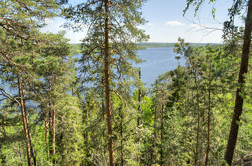 Image showing Forest