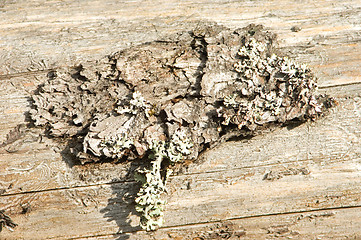 Image showing Bark