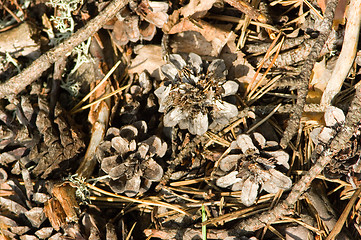 Image showing Pine cone