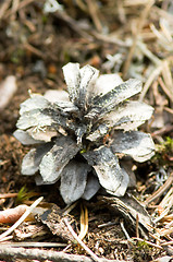 Image showing Pine cone