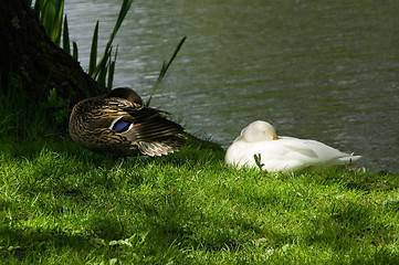 Image showing Ducks