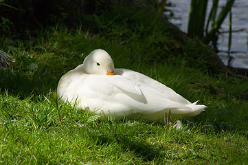 Image showing White duck