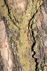 Image showing Bark