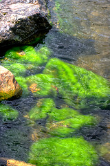 Image showing Algea