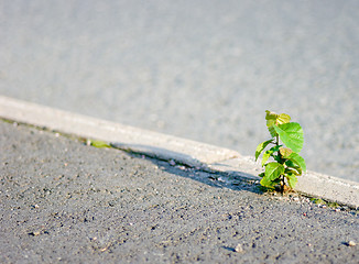 Image showing Tree