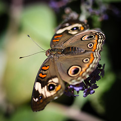 Image showing Common Buckeye Junonia Coenia