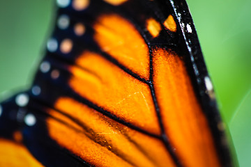 Image showing Monarch Danaus Plexippus