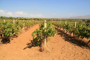 Image showing Vineyard