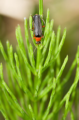 Image showing Cantharidae