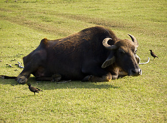 Image showing Water buffalo in a National Park