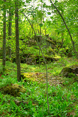 Image showing Forest