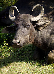 Image showing Water buffalo in a National Park