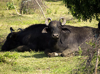 Image showing Water buffalo in a National Park