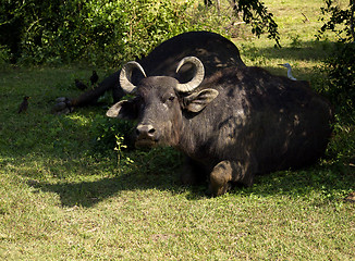 Image showing Water buffalo in a National Park