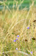 Image showing Flowers