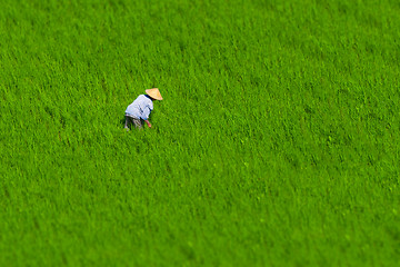 Image showing Indonesian farmer working in a rice field