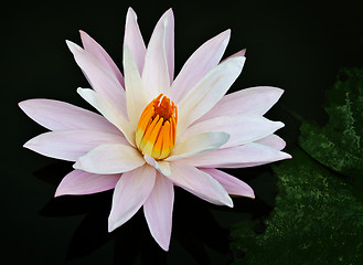 Image showing Water lily blossoms on a pond surface