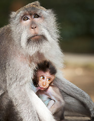 Image showing Monkey feeds her cub. Animals - mother and child